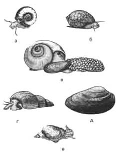 Моллюски: а - катушка роговая; б - физа; в - ампулярия; г - мелания; д - перловица; е - прудовик
