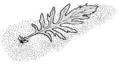 Лист гигрофилы с дочерним растением