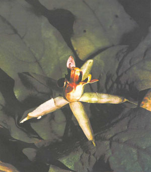 Раскрывшийся цветок Barclaya longifolia (фото X. Шёпфеля)