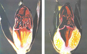 Продольный разрез цветка и созревшего плода (фото X. Шёпфеля)