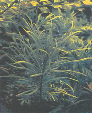 Hygrophila angustifolia (фото автора)