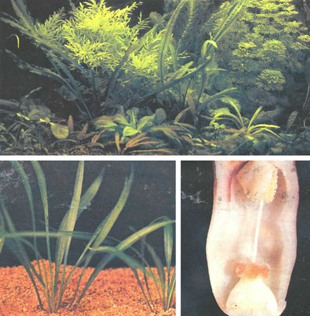 Красиво оформленный аквариум с Cryptocoryne spiralis (растение с длинными тонкими листьями)