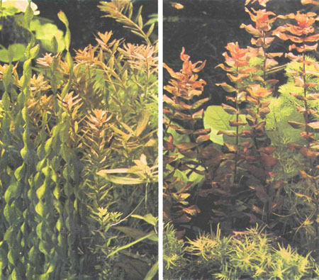 Слева — прямые узколистные растения Rotala indica; справа — Rotala macrandra (фото автора)