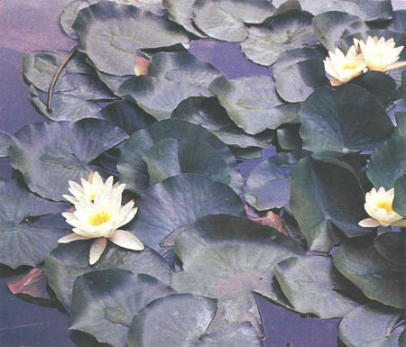 Кувшинка белая Nymphaea alba (фото автора)