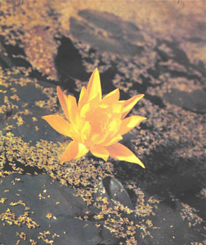Прекрасная желтая кувшинка «Хельвола» (фото автора)