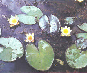 Nymphaea Candida (фото автора)