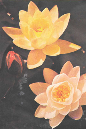 Три сорта гибридных кувшинок: вверху — «Хромателла» (желтая), в центре сбоку — «Глориоза» (красная), внизу — «Марлиак Альбида» (белая) (фото предоставлено аква-садом Ван Несс)