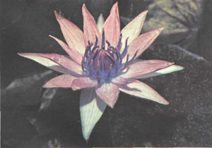 Nymphaea colorata (фото К. О. Мастерса)