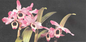 Сорт «Анна Мария», полученный от гибридного Dendrobium. Многие орхидеи такого типа пригодны для палюдариумов (фото автора)