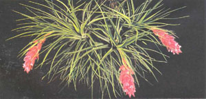 Tillandsia stricta из семейства бромелиевых (фото автора)