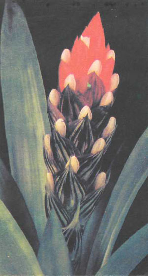 Соцветие Guzmania monostachya из семейства бромелиевых (фото автора)