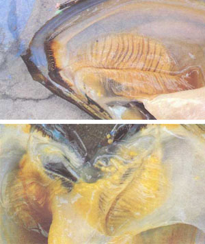 Горчаки откладывают икру в мантийную полость пресноводного моллюска