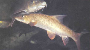 Пескари Gobio gobio: вверху — взрослые, внизу — более яркие молодые рыбки (фото Б. Каля)