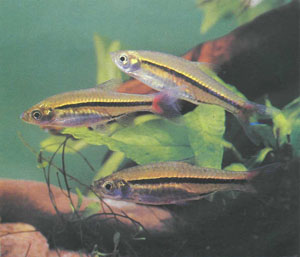 Спокойные и миролюбивые расборы предпочитают аквариумы с множеством растений и очень чистой, относительно спокойной водой (фото Б. Каля)