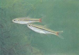 Подростки Rasbora borapetensis (фото С. Франка)