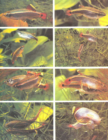 Вверху: слева — самец Tanichthys albonubes; справа — зрелая самка; второй ряд: слева — самец приближается к самке снизу; справа — самка направляется в заросли яванского мха, за ней следует самец; третий и четвертый ряды, рыбы сильно изгибаются во время нерестовых объятий, обычно происходящих глубоко в зарослях растений