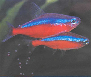 Нерест красного неона (вверху — самка, внизу — самец); под ними видны только что выметанные икринки (фото автора)
