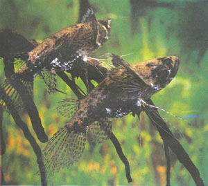 Рыба-бабочка (Pantodon buchholzi) не относится к морским рыбам-бабочкам из семейства Chaetodontidae, она гораздо теснее связана с араванами (фото Б. Каля)
