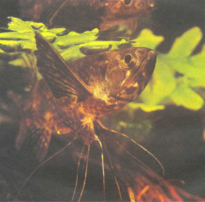 Большой рот рыбы-бабочки прекрасно приспособлен для схватывания насекомых на поверхности воды (фото Б. Каля)