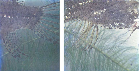 Разводить рыб-бабочек нелегко, зато их пол легко определяется по форме анального плавника: слева — самец, справа — самка (фото У. Армбруста)