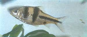 Неполовозрелый Barbodes lateristriga. У взрослых рыб появляется характерная высоко выгнутая спинка (фото К. Пейзана)