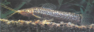 Это, очевидно, молодая самка С. callichthys. В отличие от большинства представителей семейства Callichthyidae каллихты строят пенные гнезда (фото автора)