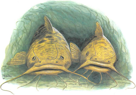 Оливковый сомик (Pylodictis olivaris) крупный вид, особо ценящийся у рыбаков (рисунок автора)