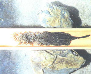 Самец сомика-анциструса, охраняющий выводок мальков (вид сверху)