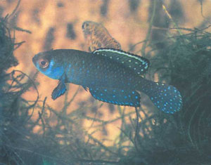 Самец черноплавниковой цинолебии, красующийся перед самкой (на заднем плане) (фото Б. Каля)