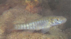 Зебровый фундулус (Fundulus zebrinus)