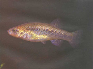 Fundulus lima (фото Дж. Брилла)