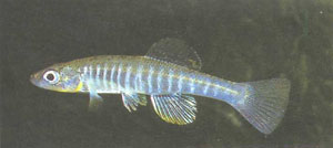 Fundulus waccamensis