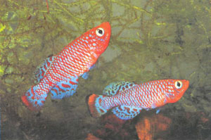 Прекрасные самцы голубой формы N. rachovii (фото автора)