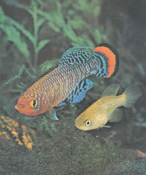 Пара Nothobranchius rachovii. Самец, как вы, наверно, догадались, — более крупная и яркая рыба (фото Г-Й. Рихтера)