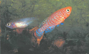 Самец демонстрирует проплывающей самке «вертикальную» брачную позу, что, по мнению автора, типично только для N. rachovii (фото автора)