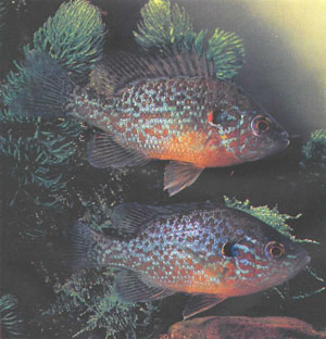 Одна из наиболее распространенных солнечных рыб — Lepomis gibbosus