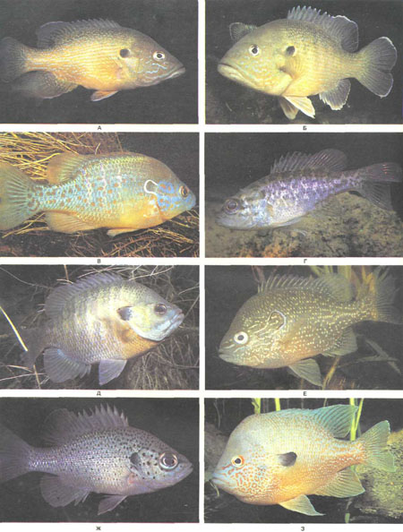 А и Б — Lepomis cyanellus; В — L. humilis; Г — L. gulosus; Д — L. macrochirus; E — L. marginatus; Ж — L. punctatus; 3 — L. megalotis, одна из наиболее красочных солнечных рыб (фото У. Ростона)