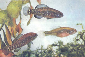 Элассома Е. evergladei: две более яркие рыбы — самцы, скромнее окрашена самка. По форме и поведению эти мелкие рыбешки напоминают нотобранхиусов (фото Б. Каля)