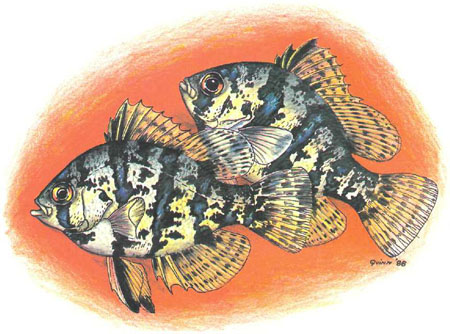Enneacanthus chaetodon — симпатичная небольшая рыбка, хорошо адаптирующаяся к условиям аквариума (рисунок автора)