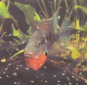 Защищая свое потомство, красногорлая цихлазома принимает оборонительную позу, оттопыривая жаберные крышки (фото Г.-И. Рихтера)