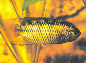 У самца N. anomala золотая окраска головы в основном приходится на нижнюю ее часть (фото автора)