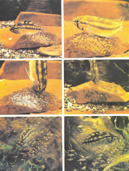 Вверху слева и справа — самка N. anomala при откладывании икры. В центре слева — пустые оболочки икринок; личинки вылупились и переведены в безопасное убежище. В центре справа — самка переносит личинок на гладкую поверхность камня. Внизу слева и справа — самка темной выводковой окраски «пасет» своих свободноплавающих личинок (фото Г.-Й. Рихтера)