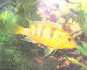 Самец Pseudotropheus lombardoi с ярко-желтой окраской и одним пятном-глазком на анальном плавнике