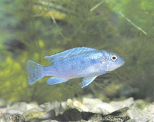 Подросток P. lombardoi. За исключением временно отсутствующих черных полос, он имеет нормальную окраску молоди и самок этого вида