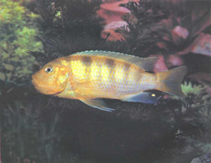 Обратите внимание на вздутую жаберную сумку (она показывает, что эта рыба инкубирует икру) и в то же время — на окраску, типичную для самца