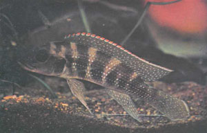 Lamprologus tetracanthus с красными кончиками лучей спинного плавника. Обычно это самцы, т. е. расцветка плавников может служить верным признаком пола рыбы (фото П. Бришара)