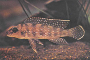 Щуковидное тело L. tetracanthus свидетельствует о хищнической натуре этого вида, заглатывающего всех мелких рыбок (фото П. Бришара)
