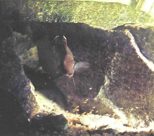 L. tetracanthus, охраняющий свое потомство (фото Г. Р. Аксельрода)