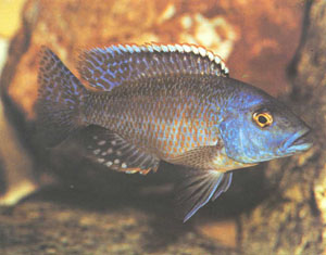 Самец Haplochromis polystigma в брачном наряде. Иногда самцы становятся еще темнее, приобретая сине-черный оттенок (фото автора)