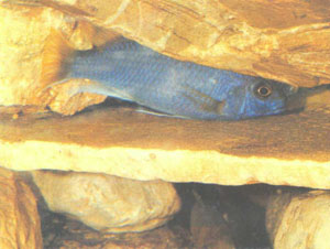 Самка Pseudotropheus «acii» над плоским камнем, который служит нерестовым субстратом; под ее хвостом видна икринка (фото автора)